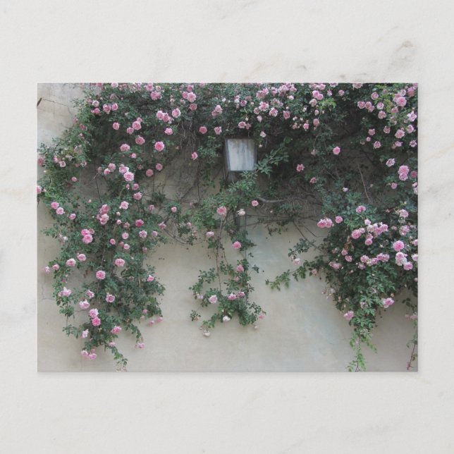 Cartão Postal Muro de Rosas (Frente)
