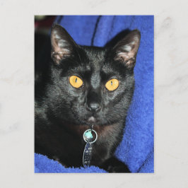 Cartão Postal Murphy