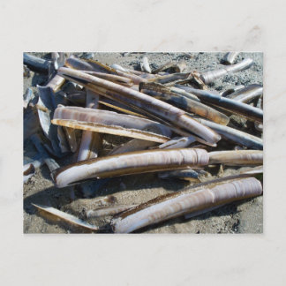 Cartão Postal Muscheln