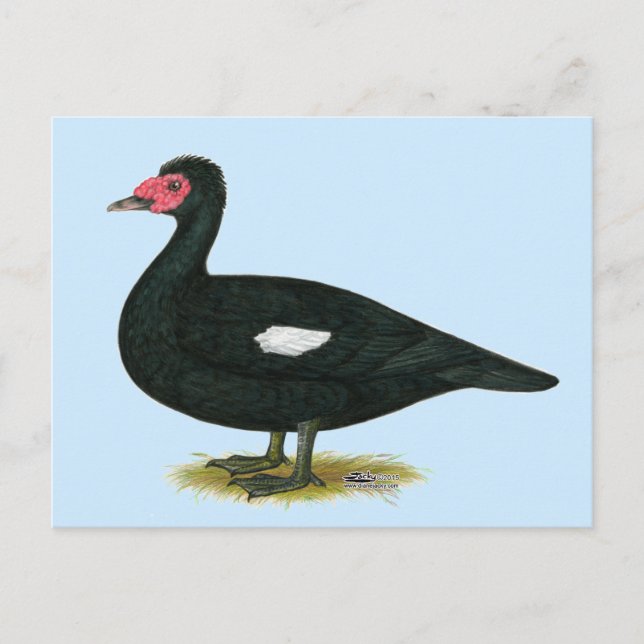 Cartão Postal Muscovy Black Drake (Frente)