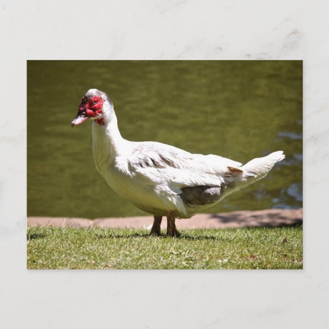 Cartão Postal Muscovy Duck (Frente)