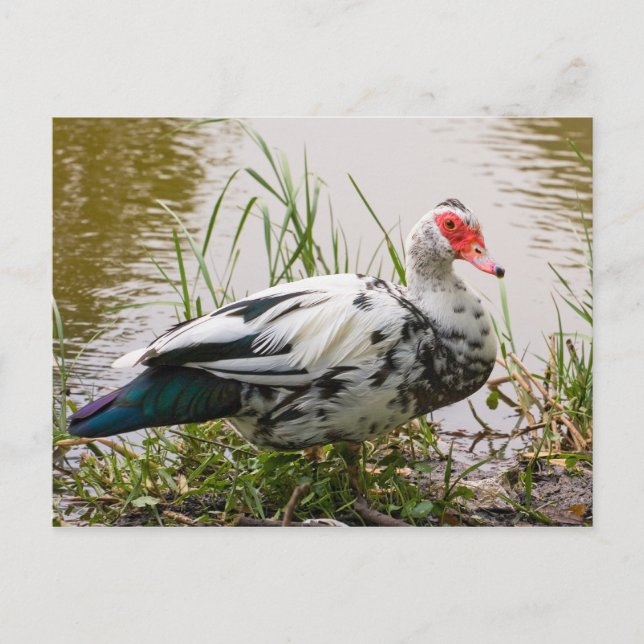 Cartão postal Muscovy Duck (Frente)
