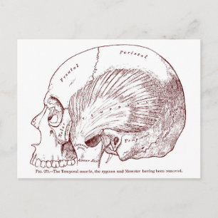 Cartão Postal Músculo Temporal de Desenho Médico Antigo