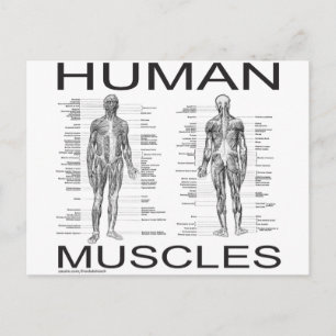 Cartão Postal Músculos e Anatomia Humanos