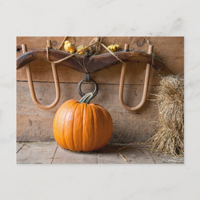 Cartão Postal Museu dos Agricultores. Pumpkin no celeiro com far (Frente)