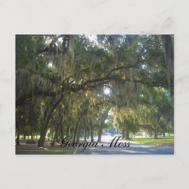 Cartão Postal Musgo de Geórgia (Frente)