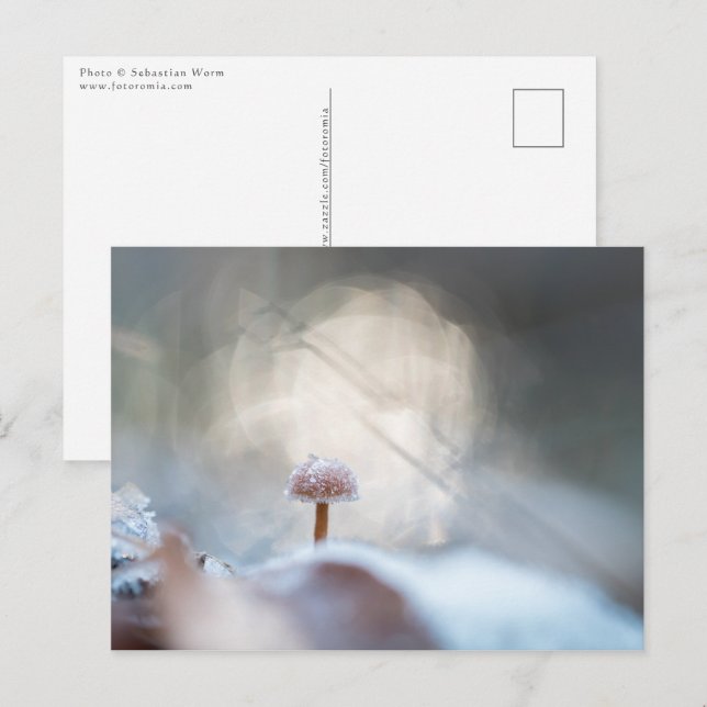 Cartão Postal Mushroom Nature Photo (Frente/Verso)