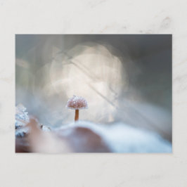 Cartão Postal Mushroom Nature Photo