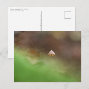 Cartão Postal Mushroom Nature Photo