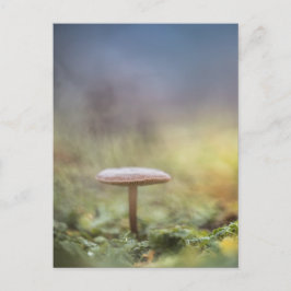 Cartão Postal Mushroom Nature Photo