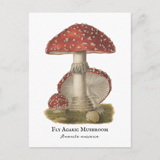 Cartão Postal Mushroom Red Magic Vintage 1800 (Frente)