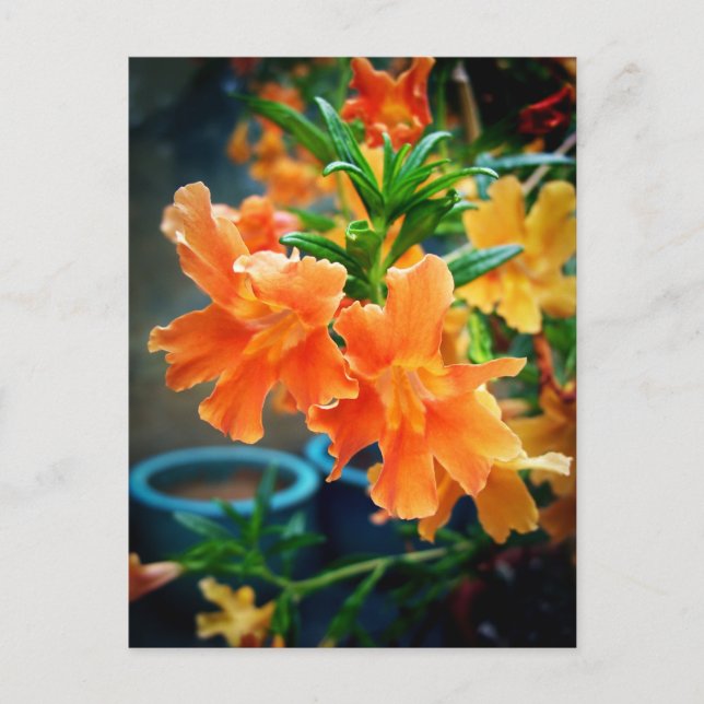 Cartão Postal Musk (Frente)