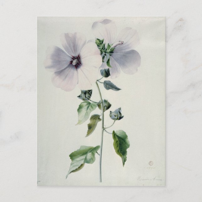 Cartão Postal Musk Mallow, século XVIII (Frente)