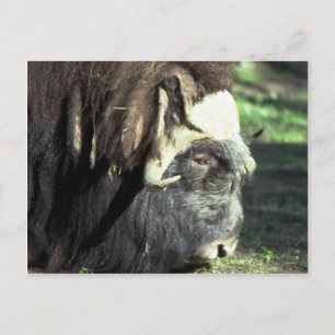 Cartão Postal Musk Ox