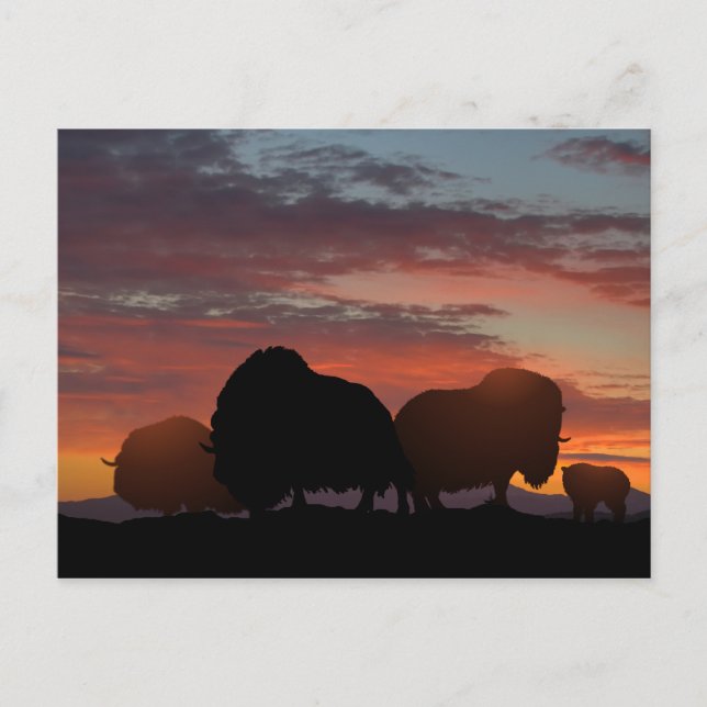 Cartão Postal Musk Ox (Frente)