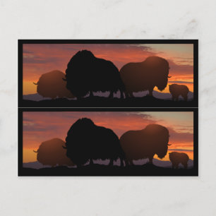 Cartão Postal Musk Ox bookmarkers