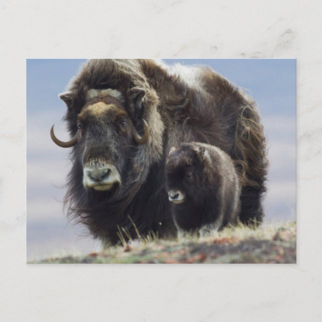 Cartão Postal Musk Ox com Vitelo (Frente)