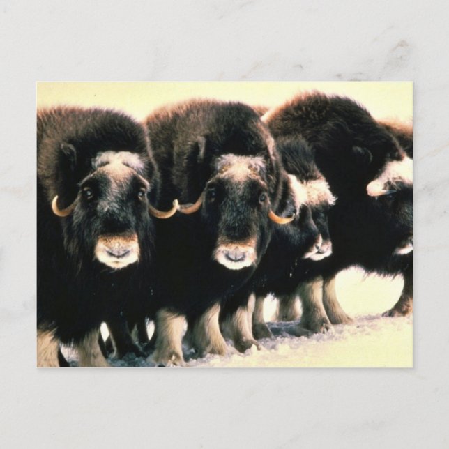 Cartão Postal Musk Oxen (Frente)