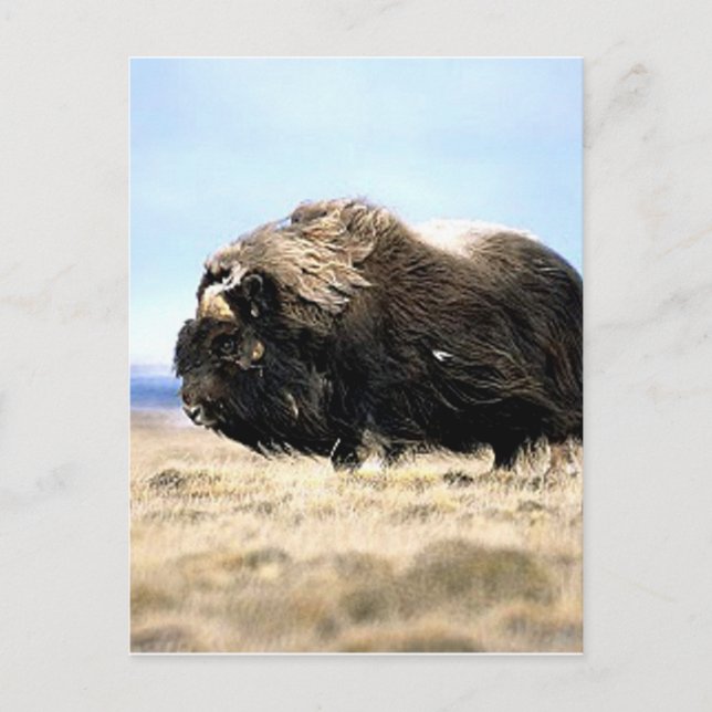 Cartão Postal Musk Oxen (Frente)