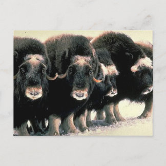 Cartão Postal Musk Oxen