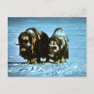 Cartão Postal Musk Oxen