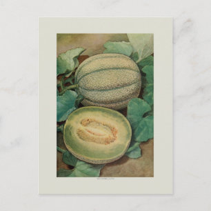 Cartão Postal Muskmellon