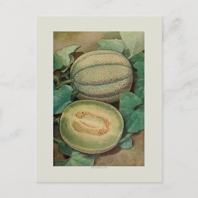 Cartão Postal Muskmellon (Frente)