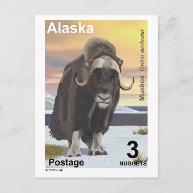 Cartão Postal Muskox (Frente)