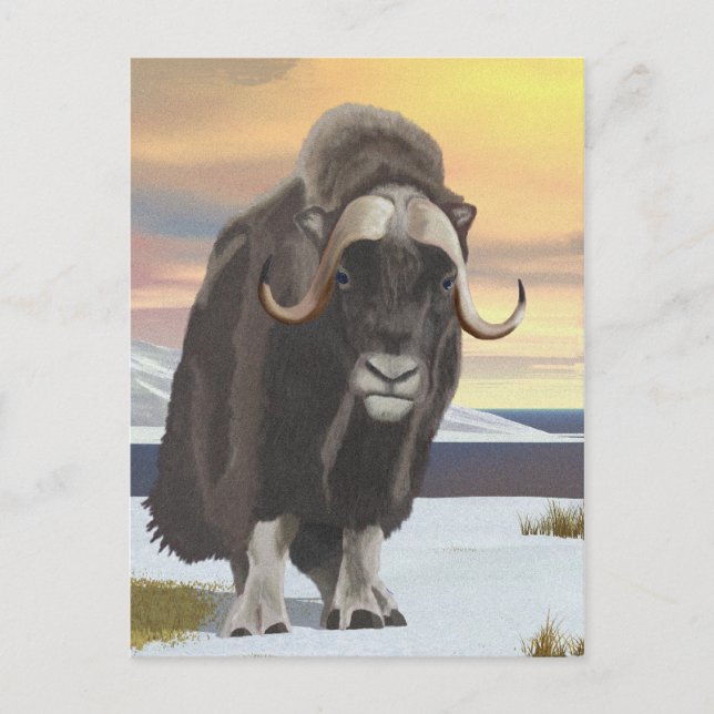 Cartão Postal Muskox (Frente)