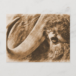 Cartão Postal Muskox
