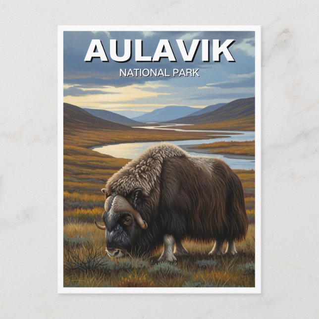 Cartão Postal Muskox no Parque Nacional de Aulavik, Canadá (Frente)