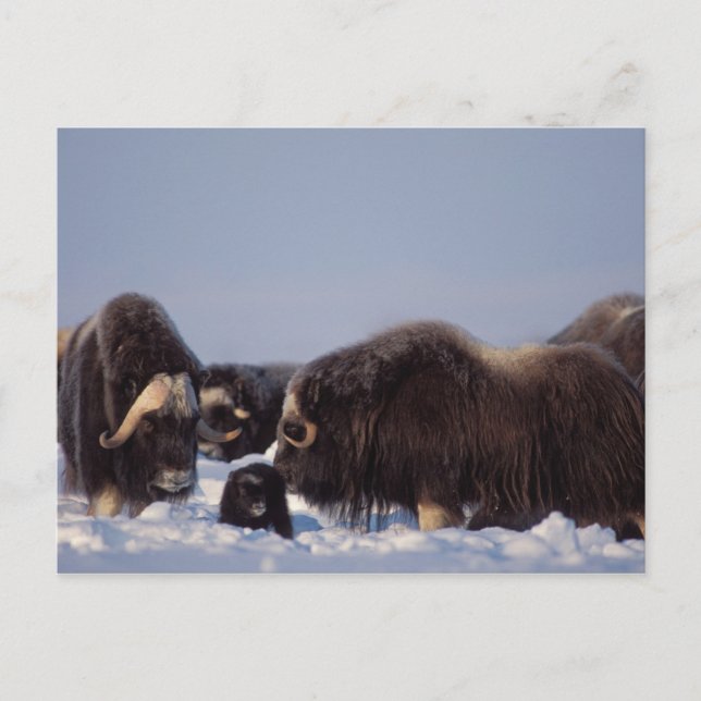 Cartão Postal muskox, Ovibos moschatus, bull and cow with (Frente)