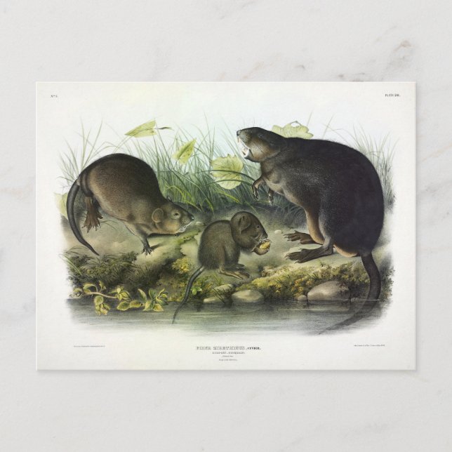Cartão Postal Muskrat dos Quadrupedes de Audubon da América do N (Frente)