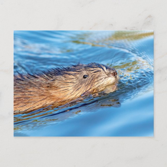 Cartão Postal Muskrat na Reserva Ecológica da Fazenda de Vassar (Frente)