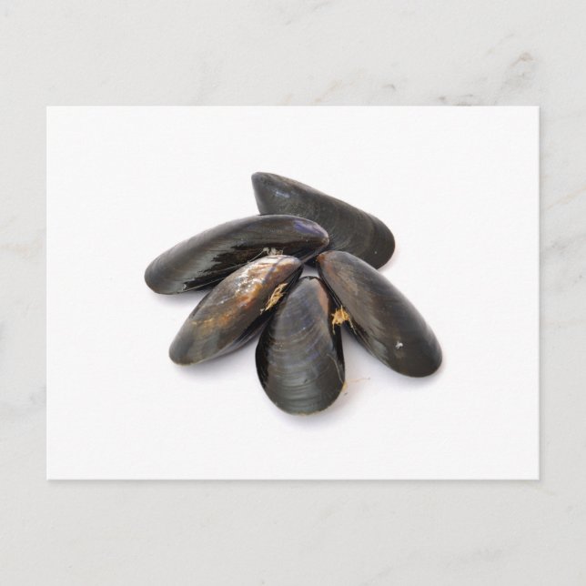 Cartão Postal Mussel (Frente)