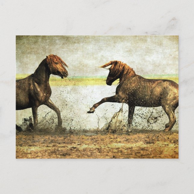 Cartão Postal Mustang Batalha (Frente)