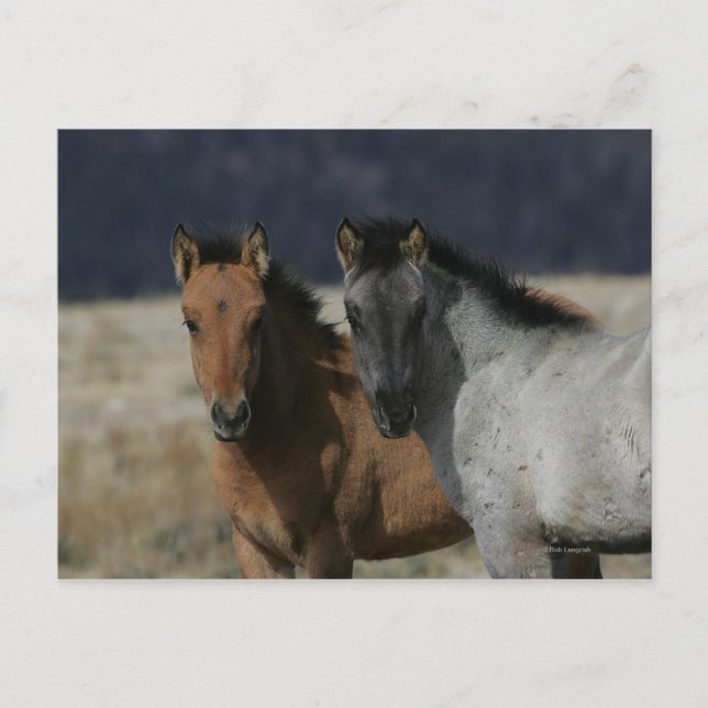 Cartão Postal Mustang Foal Headshot (Frente)