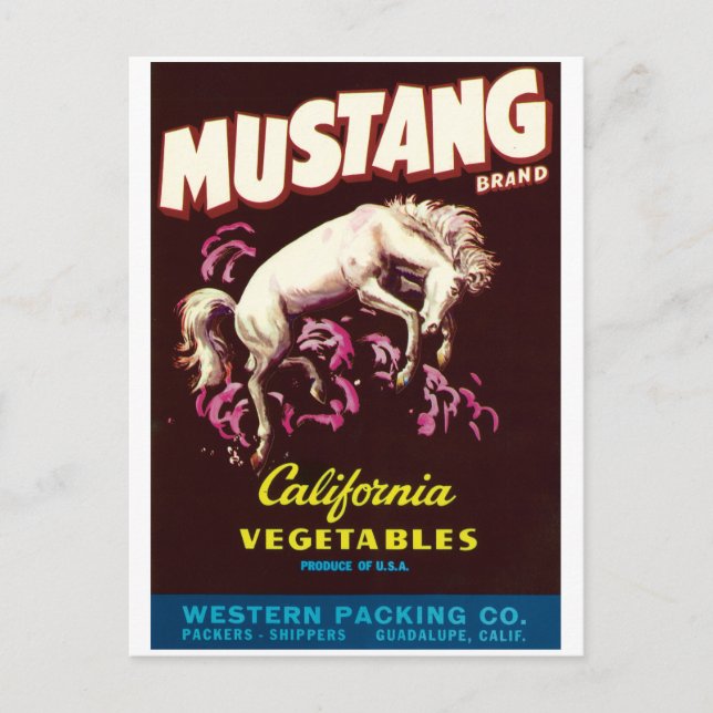 Cartão Postal Mustang Wild Horse Guadalupe Vegetais da Califórni (Frente)