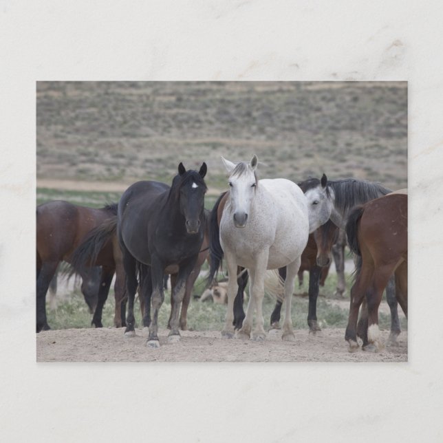 Cartão Postal Mustangs de Utah (Frente)