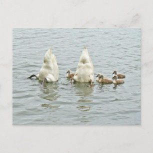 Cartão Postal Mute Swan Famly