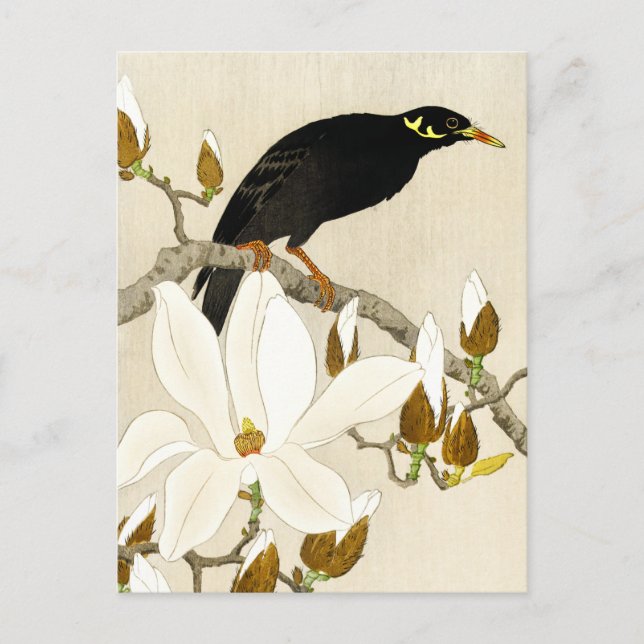 Cartão Postal Myna On Magnolia Branch por Koson, Common Hill Myn (Frente)