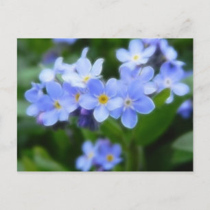 Cartão Postal Myosotis sylvatica - Forget Me Nots