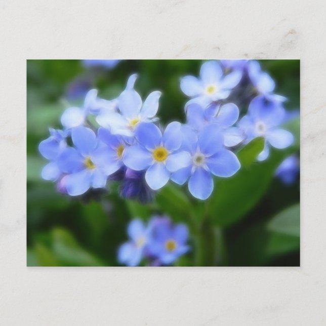 Cartão Postal Myosotis sylvatica - Forget Me Nots (Frente)
