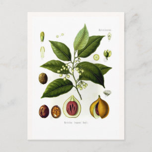 Cartão Postal Myristica fragrans (noz-moscada)