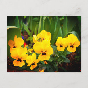Cartão postal nº 1 amarelo