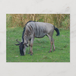 Cartão postal nº 1 de Wildebeest Azul