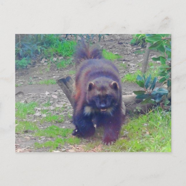 Cartão postal nº 1 do Wolverine (Frente)