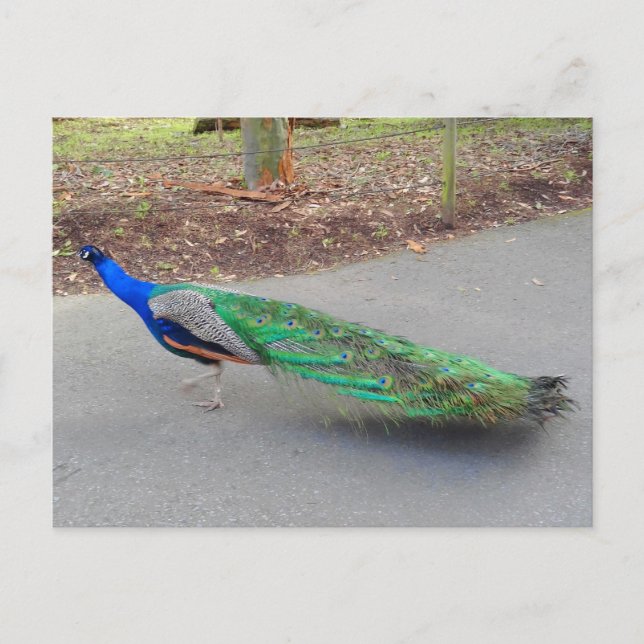 Cartão postal nº 2 da Peacock Azul (Frente)