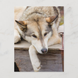 Cartão Postal N.A., EUA, Alasca. Cães husky de trenó