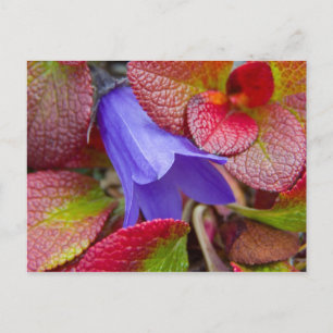 Cartão Postal N.A., EUA, Alasca. Campainha azul na tundra em